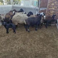 میش بره|حیوانات مزرعه|فرمهین, |دیوار