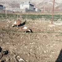 بوقلمون ماده