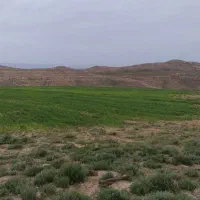 20هکتارزمین-کشاورزی-دیم-بسیار-حاصلخیز