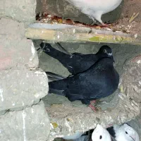 کبوتر|پرنده|مینودشت, |دیوار