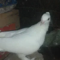 کبوترپرشی|پرنده|املش, |دیوار