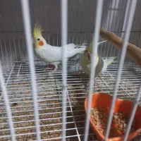 دو جفت عروس هلندی لوتینو و البینو به همراه جوجه|پرنده|مشهد, شهرک مطهری|دیوار