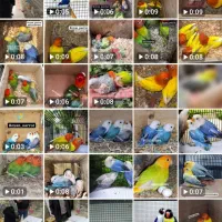 پرورش خانم اقامولد جوجه نرماده کوتوله عروس گرینچیک|پرنده|مشهد, آبکوه|دیوار