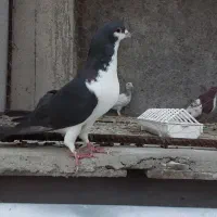 خوشرنگ دم قزوینی نر