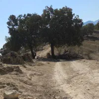 واگذاری سگ نگهبان میپذیرم