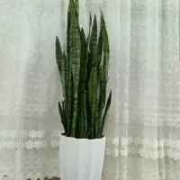 گل سانسوریا