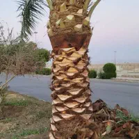 انجامه تمام کار های نخل او باغچه او علف زنی