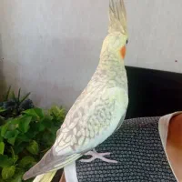 عروس هلندی ماده|پرنده|قرچک, پویینک|دیوار