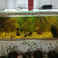 لوازم منزل مجردی|اجاق گاز و لوازم برقی پخت‌وپز|خوی, |دیوار