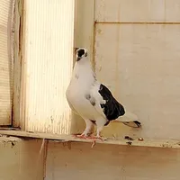 کبوتر رفته