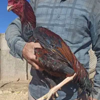 خروس لاری نسل طوفان عامر