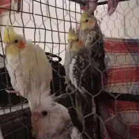 فروش عروس هلندی