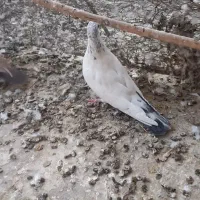 کبوتر|پرنده|سمنان, |دیوار