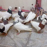 کبوتر طوقی ونامه بر