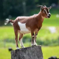 ۱۰ عدد کهره