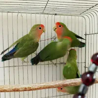 فوری طوطی برزیلی