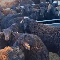 فروش بره کشتاری