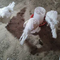 بوقلمون گوشتی|حیوانات مزرعه|تربت‌حیدریه, قاسم آباد|دیوار