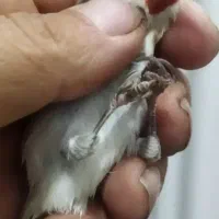 سهره باغی|پرنده|کوهدشت, |دیوار