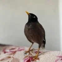 مرغ مینا گم شده