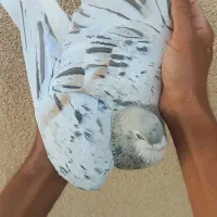 کبوتر  هفت رنگ  لطفا اگهی کامل خوانده شود|پرنده|زاوه, |دیوار