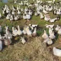 اردک محلی تعداد بالا|حیوانات مزرعه|آستانه اشرفیه, |دیوار