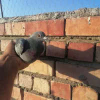 پلاکی
