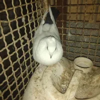 کبوتر دم سیاه