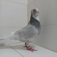 ۲ تا نر نقره ای پلنگ پدر و پسر|پرنده|کرمان, |دیوار