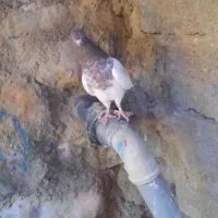 جفت کفتر کله سرخ کلاهی|پرنده|بافت, |دیوار