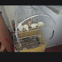 عروس هلندی جفت