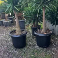 یوکا بنسای گلدون گرد سایز ۵۶ریشه دار