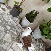 کبوتر زینتی جکسون (پشت فر)