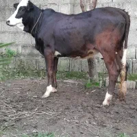 لیشه چالوسی گوساله گاو|حیوانات مزرعه|رشت, پل تالشان|دیوار