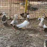 کبوتر طوقی