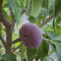 انواع نهال پیوندی اصلاح شده زعفرانی و...