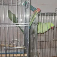 طوطی ملنگو|پرنده|سمنان, |دیوار