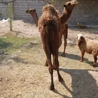 کره شتر گاو گوساله بره|حیوانات مزرعه|اهواز, اهواز|دیوار