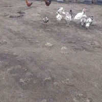 بوقلمون نر ومادهبه قیمت مناسب برای یلدا