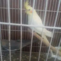 جوجه عروس هلندی