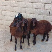 ۵ راس شک داشتی