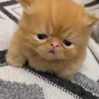 بچه گربه پرشین