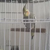 عروس هلندی|پرنده|اسلام‌شهر, شهرک محمدیه|دیوار