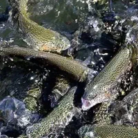 فروش ماهی قزل الا