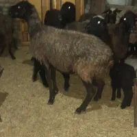 میش بردار بز گوسفند قوچ|حیوانات مزرعه|جوادآباد, |دیوار