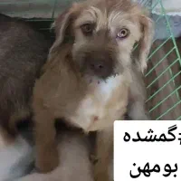 سگ پاکوتاه گمشده