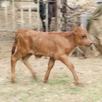 گاو گوساله نر 7روزه آمپولی
