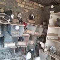 کبوتر|پرنده|فلاورجان, |دیوار