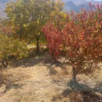 فروش زمین باغی