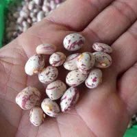 لوبیا چیتی|خوردنی و آشامیدنی|رشت, پسیخان|دیوار